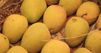 Good News! Alphonso Mango is now available at a reasonable rates, Mangoes is one of the favourite and the king summer fruit in India, people love to eat them in this season.