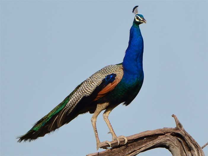 Peafowl