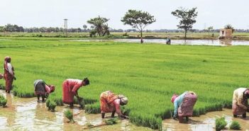 Weathering the Storms: How Crop Insurance is Bolstering Indian Agriculture