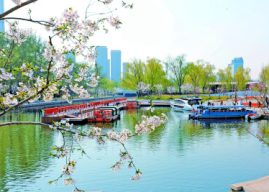 From Old Channel to New Garden: How Chaoyang’s “Sakura River” is Dazzling Spring