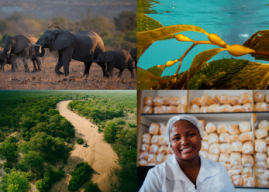 De Beers Group Advances Building Forever Goals with Significant Progress on Livelihoods, Nature, Climate and Provenance