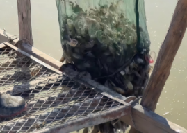 Juungar Banner: Building a “Reserve of Seed Crabs” on Saline-Alkali Flats